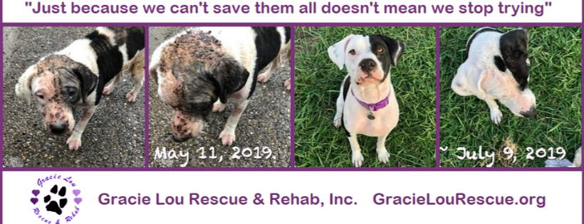 Gracie Lou Rescue & Rehab