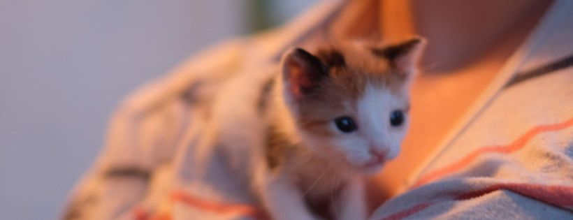 Saving Macedonian Strays