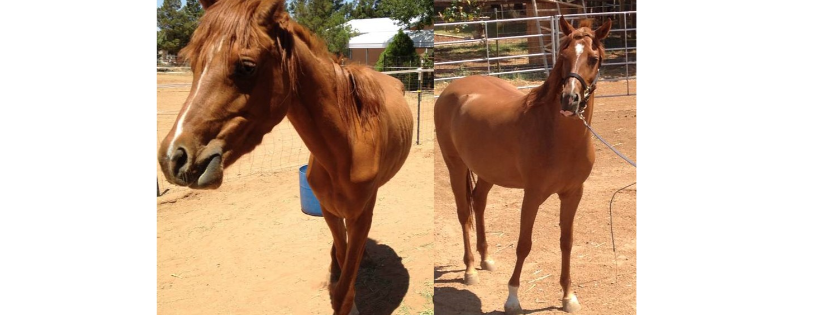 Dharmahorse Equine Sanctuary