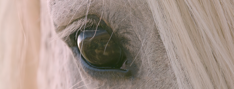 The Wild Beauty Foundation