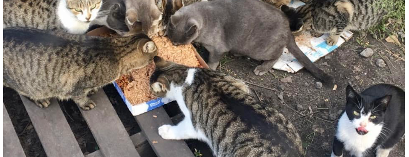 Feral Cats of Bethlehem Steel, Inc.