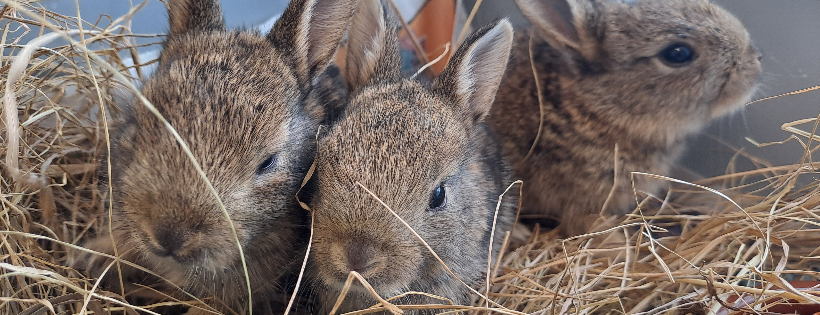 Whitby Wildlife sanctuary