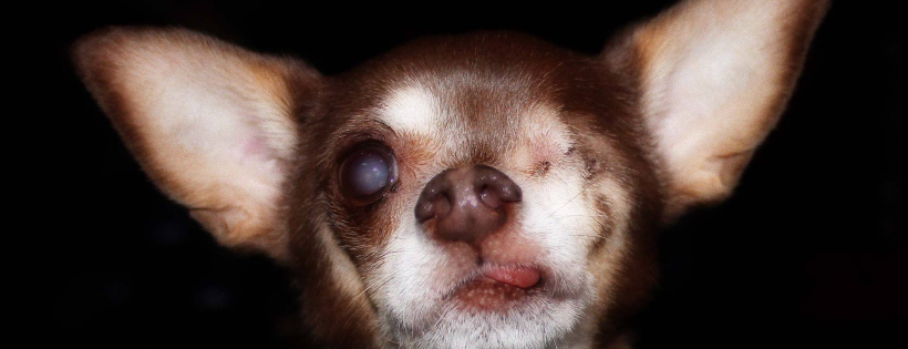 Little Old Dog Sanctuary