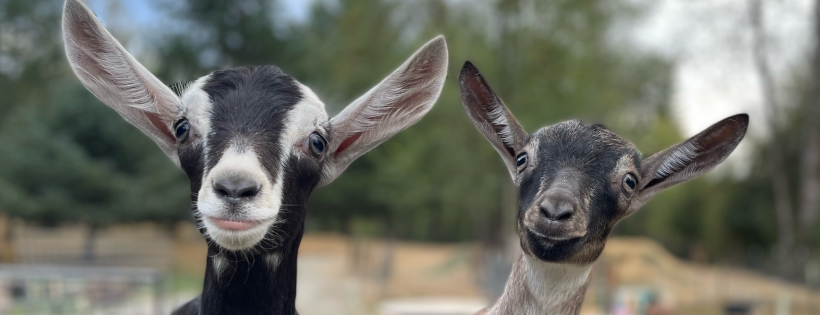 Puget Sound Goat Rescue