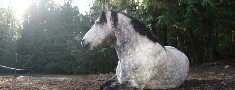Rewild Refuge Farm Sanctuary