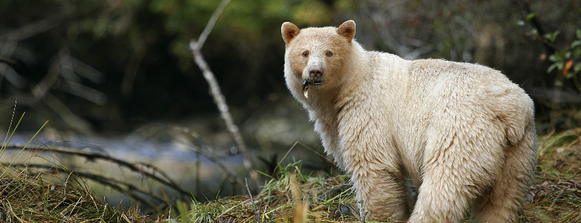 Spirit Bear Research Foundation