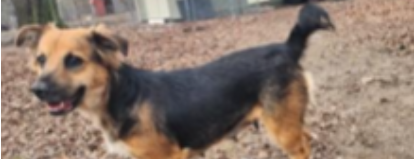 NO PAW LEFT BEHIND ANIMAL RESCUE A NJ NONPROFIT CORPORATION