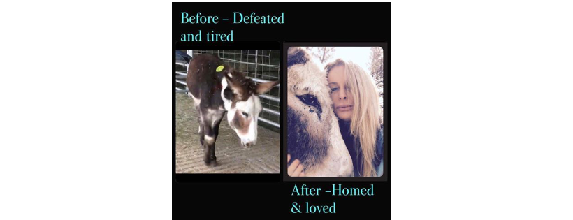 Border Horse Rescue