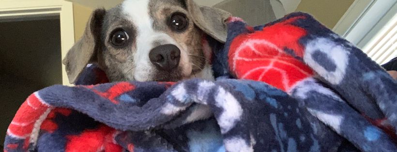 Embrace A Discarded Animal Society