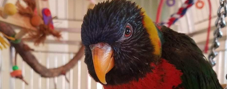 Mickaboo Companion Bird Rescue