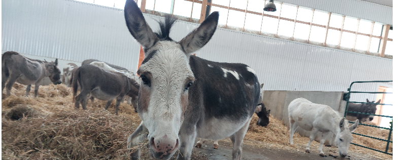 The Donkey Sanctuary of Canada