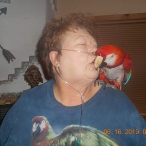 Bird Haven Rescue and Sanctuary of Kingman, Inc. Logo