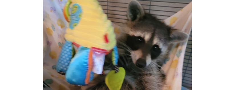 Izzy Wildlife Rescue & Rehab
