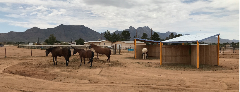 Dharmahorse Equine Sanctuary