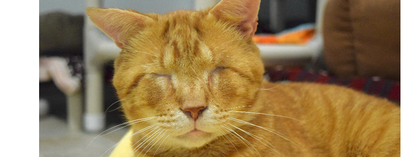 Blind Cat Rescue & Sanctuary