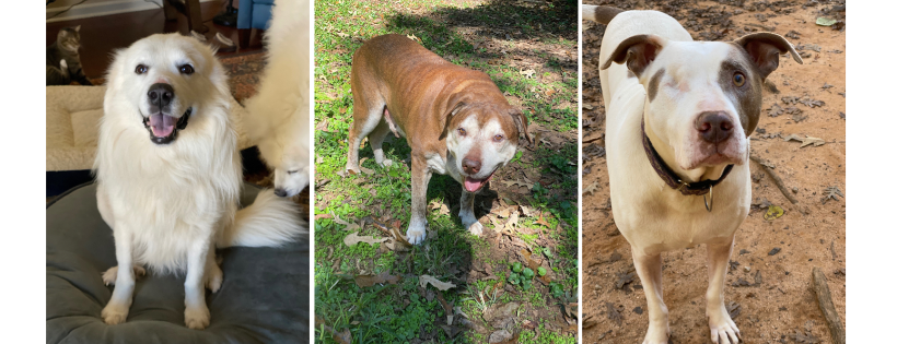 k9.5 Rescue