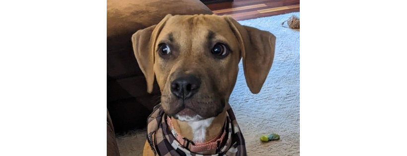 Pulled From The Pits, A Pitbull Rescue