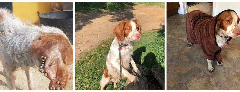 Save Our Spaniels