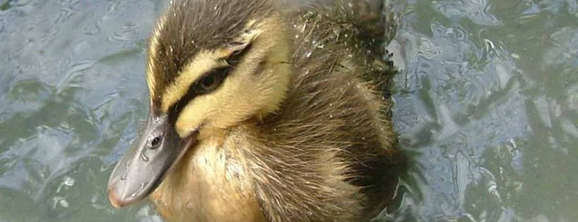 Fauna Recue Whitsundays Association Inc