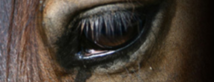 Horse Rescue Idaho, Inc (d/b/a Idaho Horse Rescue)