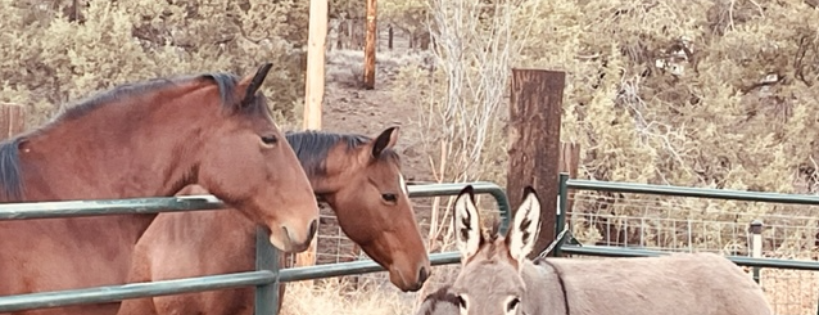 Nakoma's Haven Equine Sanctuary & Rescue
