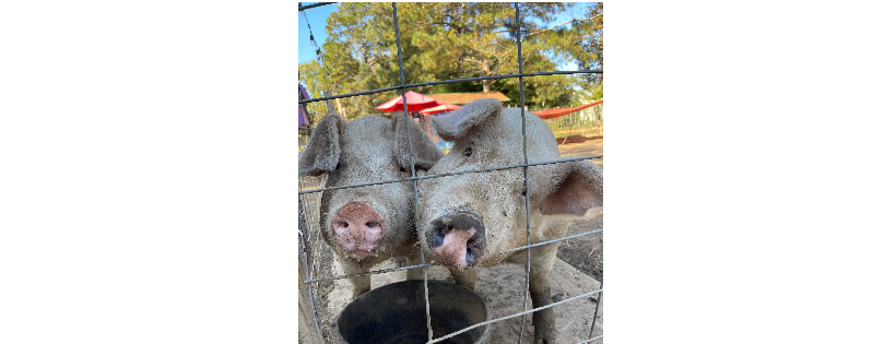 Amy’s Acres Rescue