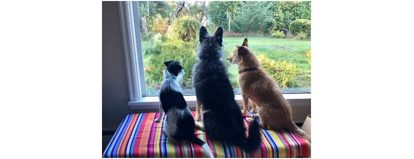 FurFriends Animal Rescue, INC.