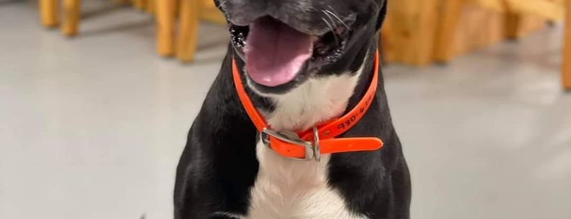 Lewis County Humane Society