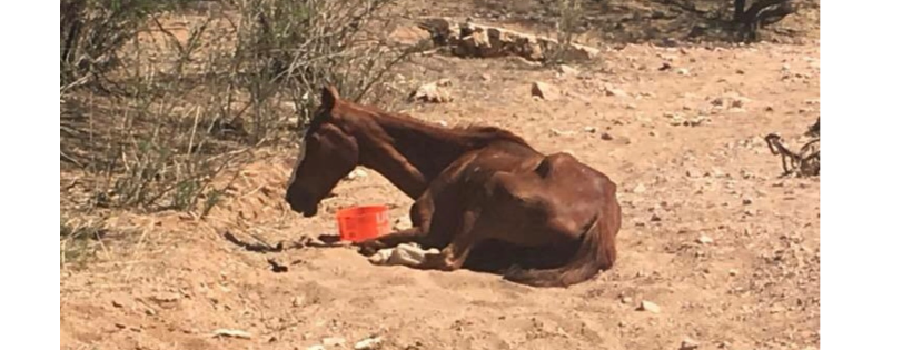 Karuna Horse Rescue, Inc.