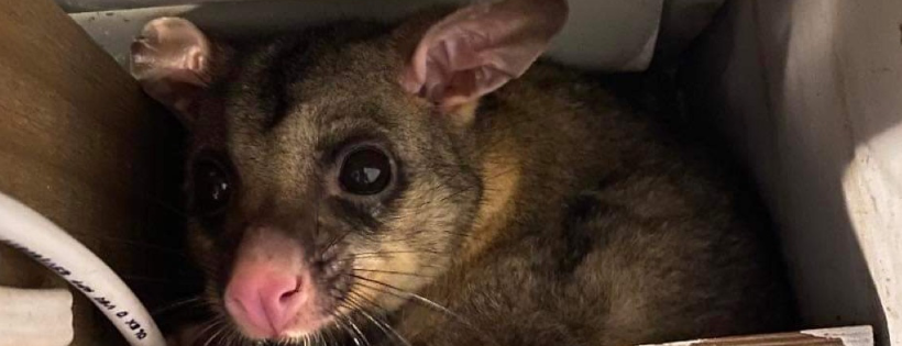 Wildlife Rescue Sunshine Coast Inc
