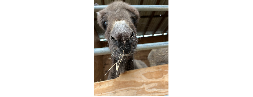 Double D Animal Rescue & Community Services