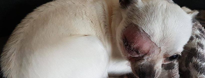 Wetnose Animal Aid