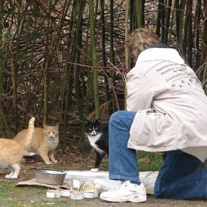 Community Cats Coalition Logo