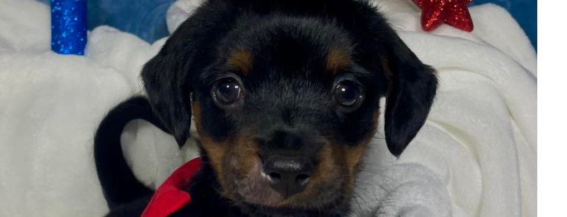 Rainbow Heart Rescue