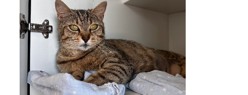 Chesapeake Feline Association
