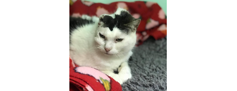 Coast Pet Care Charitable Trust