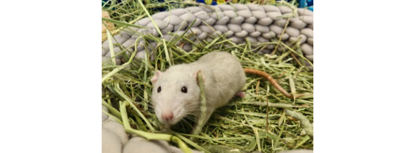 SPCA Cape Breton