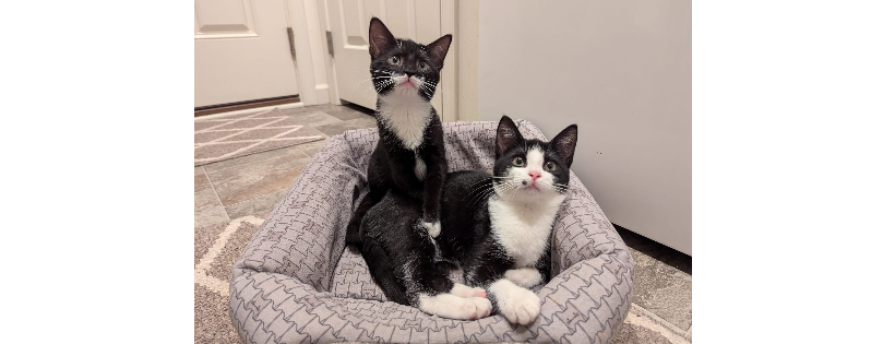CompAnimals Pet Rescue