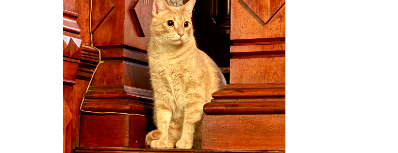 Krasnesky Manor for Wayward Cats