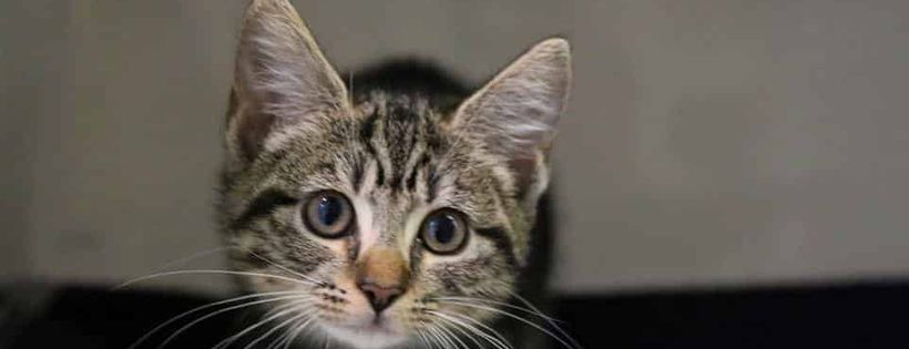 The Cat Protection Society Of NSW Limited