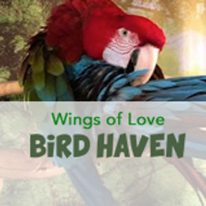 Wings of Love Bird Haven
