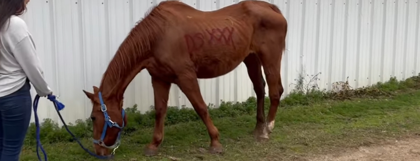 Healing Hearts Equine Rescue