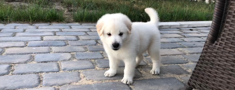 Pembina Valley Humane Society