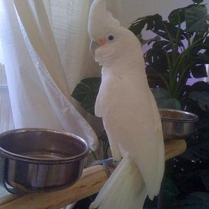 Home At Last Parrot Sanctuary Logo
