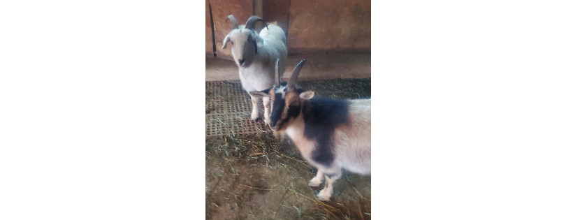 Cat's Animal Rescue and Sanctuary 