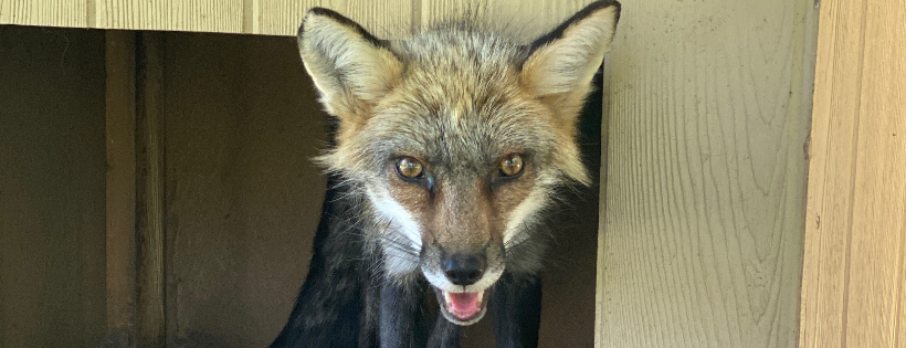 Foxes Journey