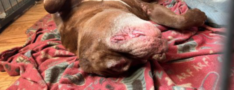Barking Mad Animal Refuge