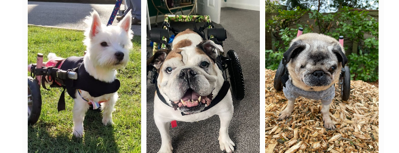 Pumpkin & friends charity