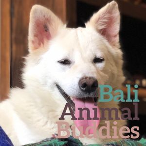 Bali Animal Buddies Logo