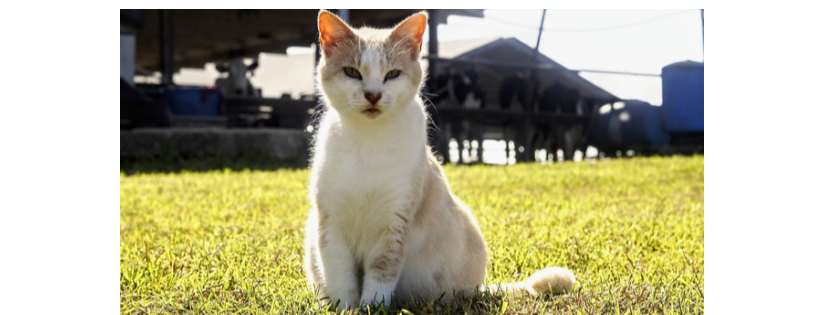 Feline Friends of Southwest Florida